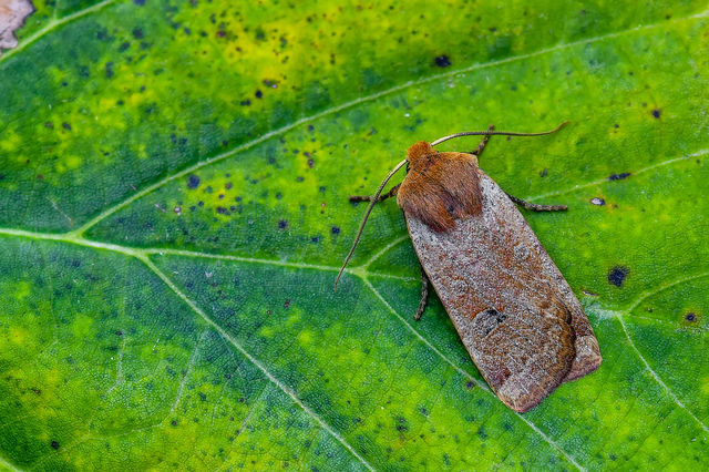 Conistra erythrocephala - vörösfejű őszibagoly