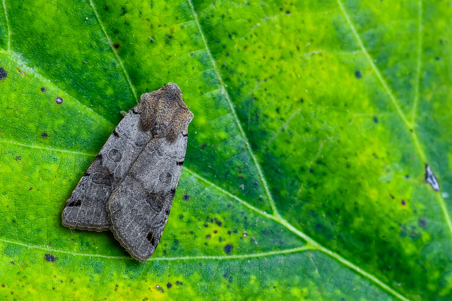 Anchoscelis litura - tarka őszibagoly