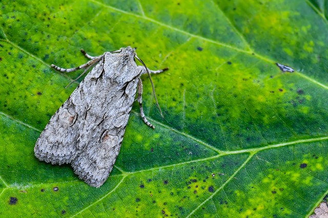 Lithophane ornitopus - közönséges fabagoly
