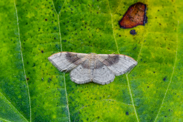 Idaea degeneraria - barnasávos araszoló