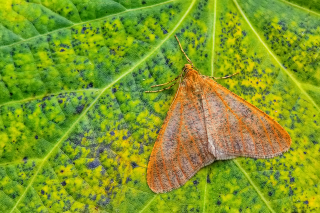 Erannis defoliaria - nagy téliaraszoló