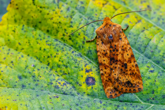 Conistra rubiginea - vörös őszibagoly