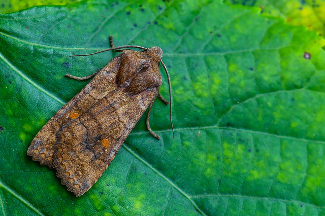 Eupsilia transversa - holdacskás télibagoly