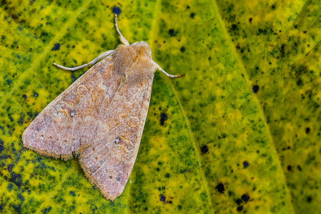 Cirrhia ocellaris - fakó sárgabagoly