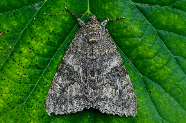 Catocala nupta - piros övesbagoly