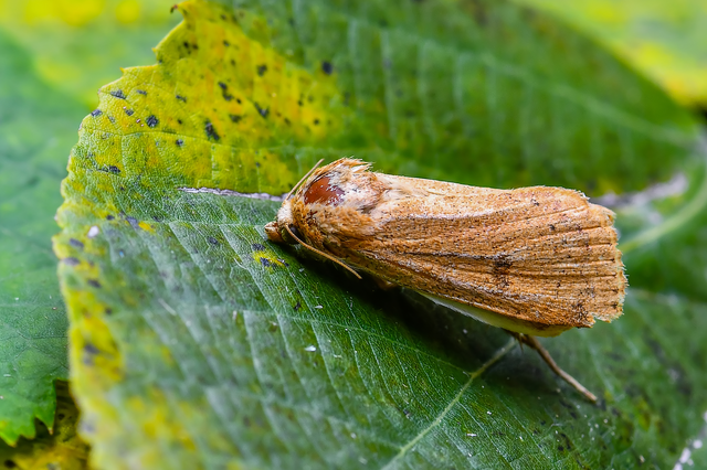 Noctua comes - kis sárgafűbagoly