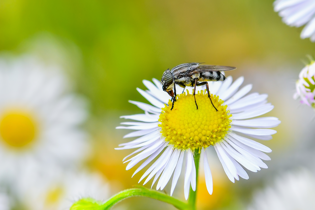 Stomorhina lunata - sáskaparazita légy
