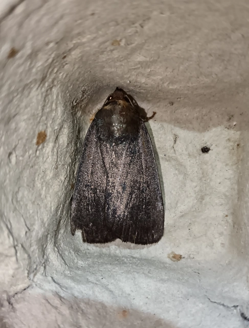 Amphipyra livida - zsírfényű bagoly