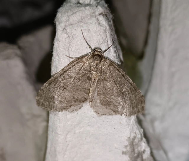 Epirrita christyi/dilutata