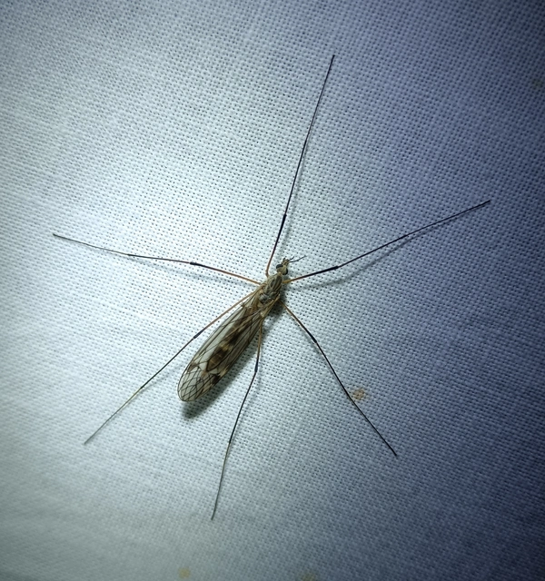 Diptera - Kétszárnyúak