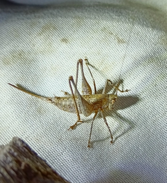 Rhacocleis germanica - német szöcske