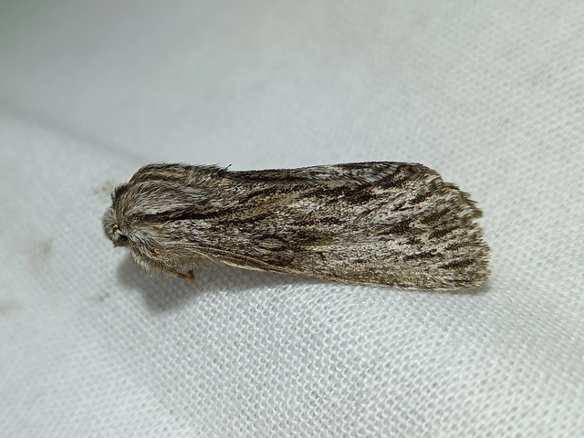Asteroscopus sphinx - csillagnéző bundásbagoly