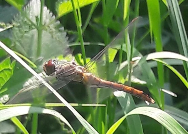 Sympetrum sanguineum - vörös katona-szitakötő
