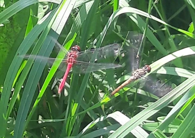 Sympetrum sanguineum - vörös katona-szitakötő