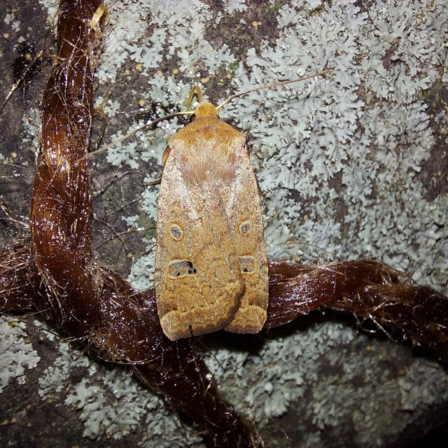 Conistra erythrocephala - vörösfejű őszibagoly