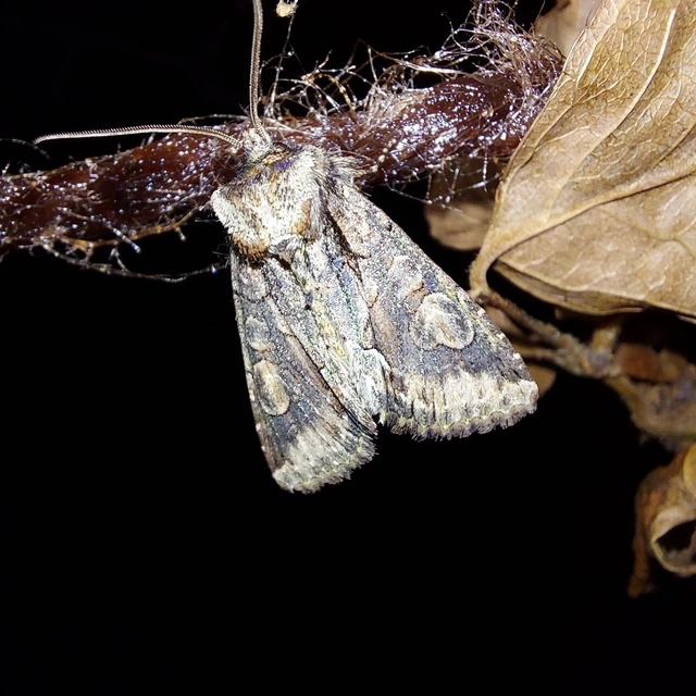 Allophyes oxyacanthae - galagonyabagoly