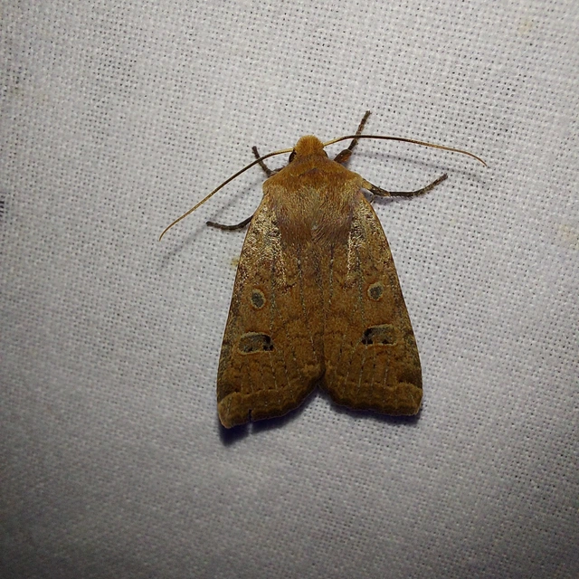 Conistra erythrocephala - vörösfejű őszibagoly