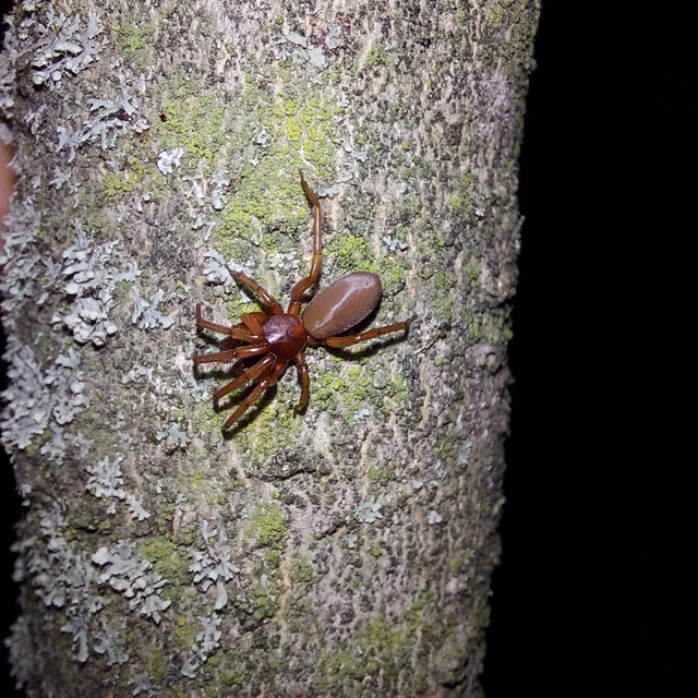 Dysderidae - fojtópókok