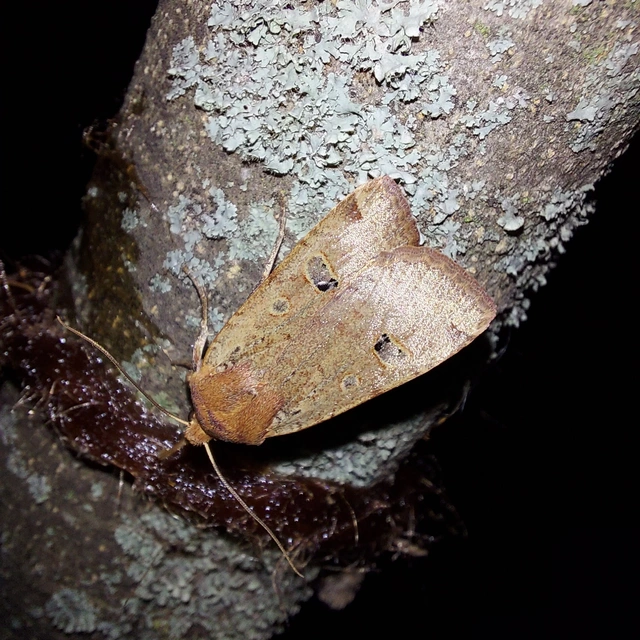 Conistra erythrocephala - vörösfejű őszibagoly