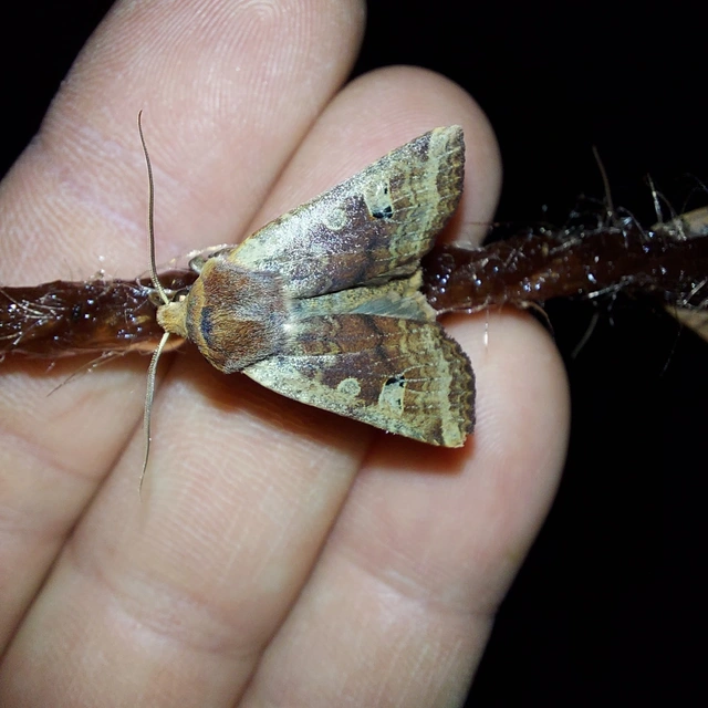 Conistra erythrocephala - vörösfejű őszibagoly