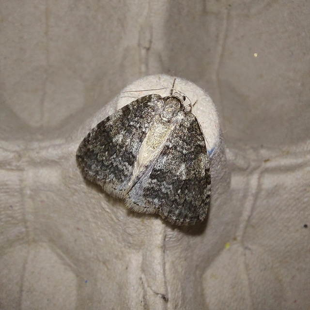 Epirrita christyi/dilutata