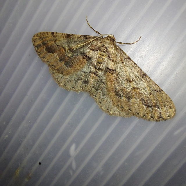 Agriopis bajaria - kökény-téliaraszoló