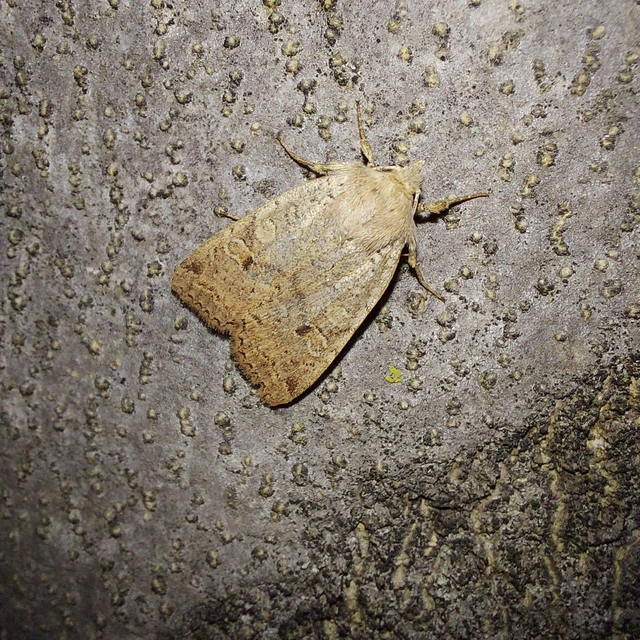 Propenistra laevis - könnyű őszibagoly