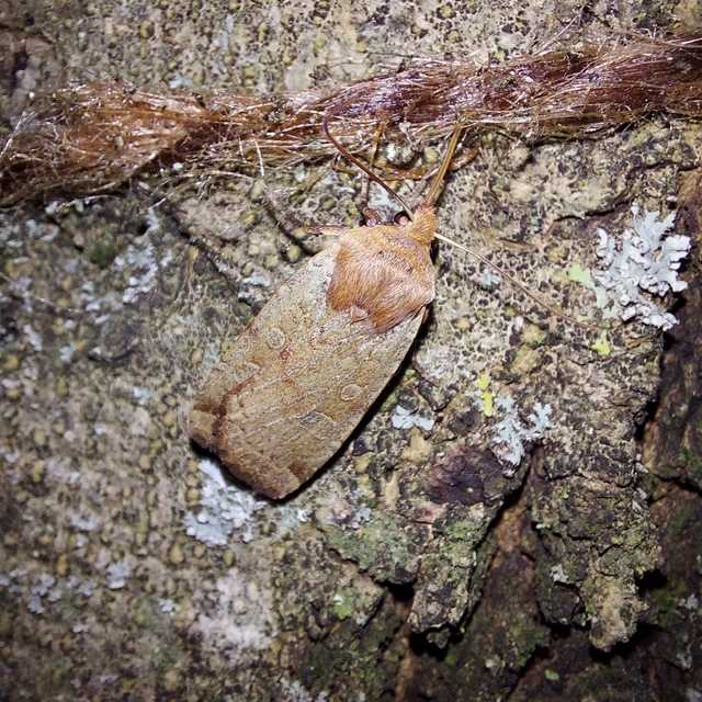Conistra erythrocephala - vörösfejű őszibagoly