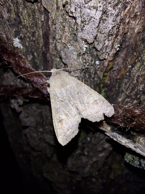 Ammoconia caecimacula - szürke őszibagoly