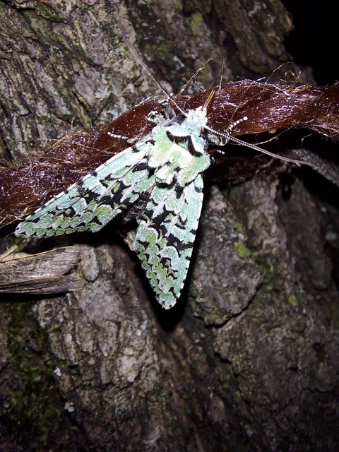 Griposia aprilina - őszi zöldbagoly