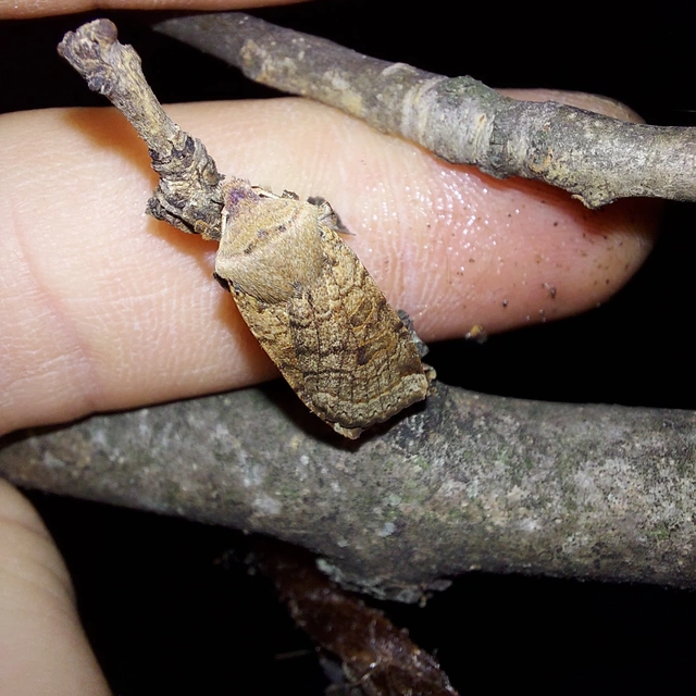 Conistra veronicae - veronika-őszibagoly