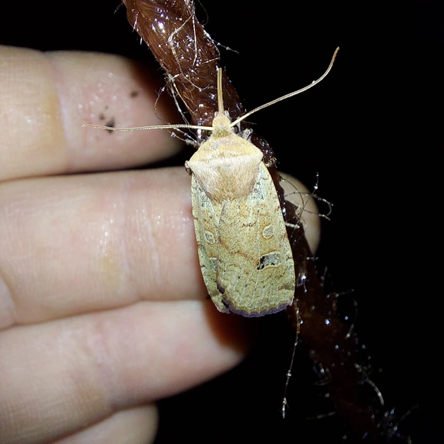 Conistra erythrocephala - vörösfejű őszibagoly