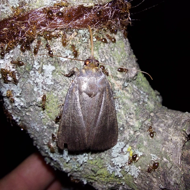 Amphipyra livida - zsírfényű bagoly