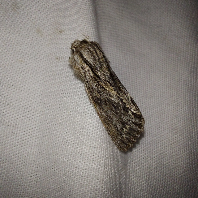Asteroscopus sphinx - csillagnéző bundásbagoly