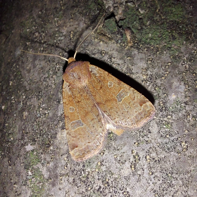 Conistra erythrocephala - vörösfejű őszibagoly