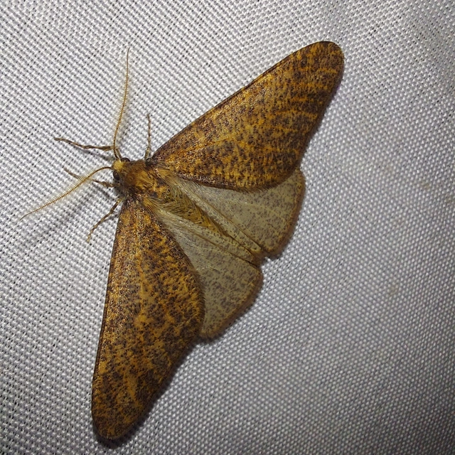 Erannis defoliaria - nagy téliaraszoló