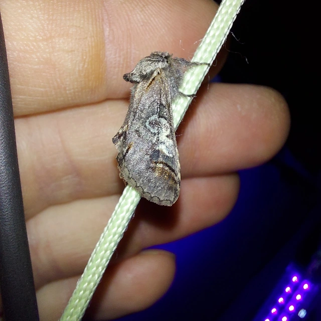 Diloba caeruleocephala - őszi kékesbagoly