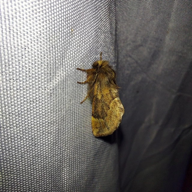 Ptilophora plumigera - tollas púposszövő