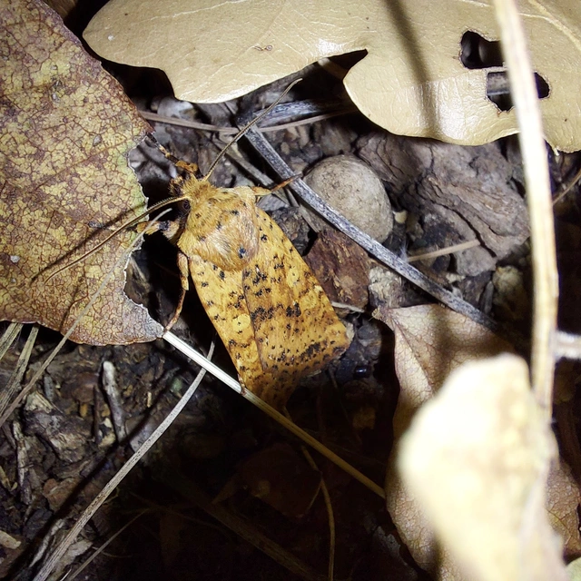 Conistra rubiginea - vörös őszibagoly