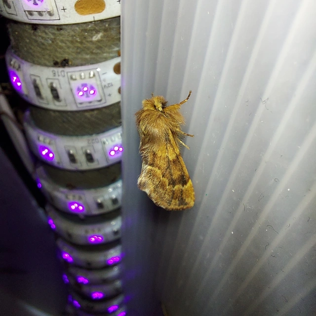 Ptilophora plumigera - tollas púposszövő