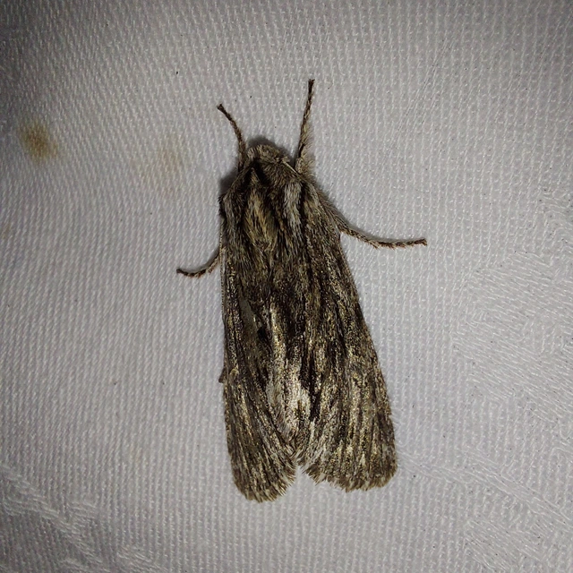 Asteroscopus sphinx - csillagnéző bundásbagoly