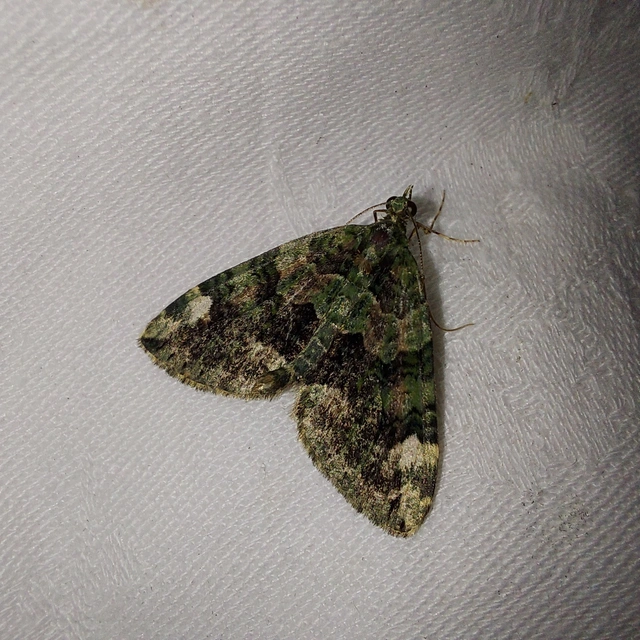 Chloroclysta siterata - salátazöld araszoló