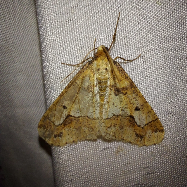Erannis defoliaria - nagy téliaraszoló