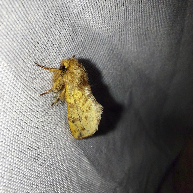 Ptilophora plumigera - tollas púposszövő