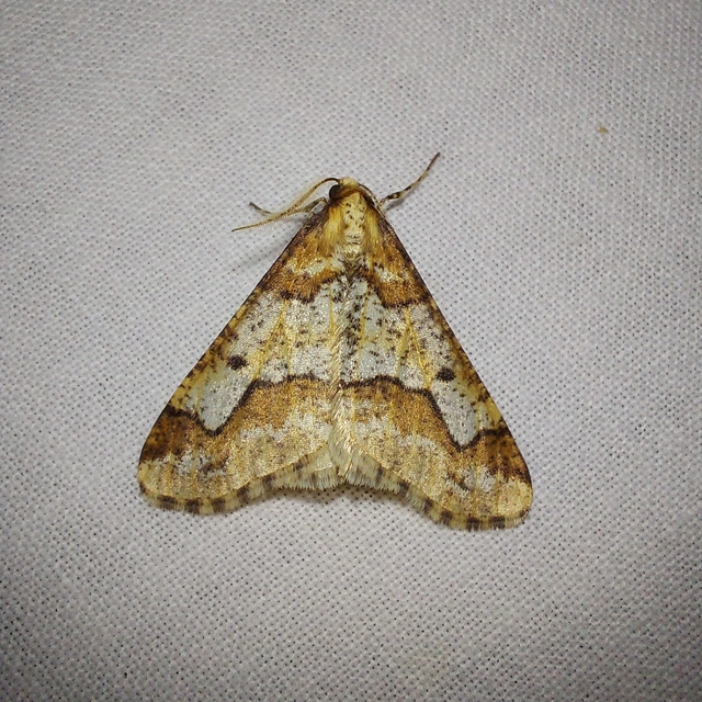 Erannis defoliaria - nagy téliaraszoló