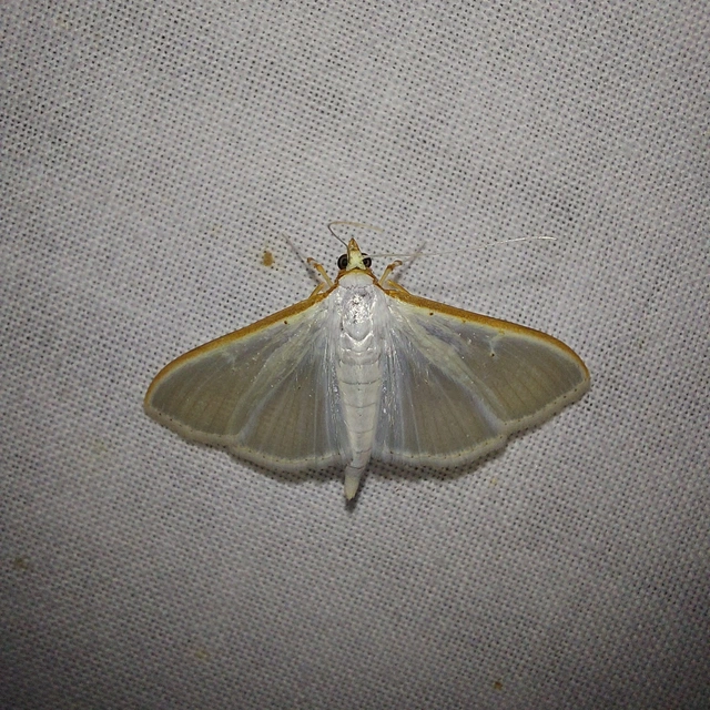 Palpita vitrealis - hófehér tűzmoly