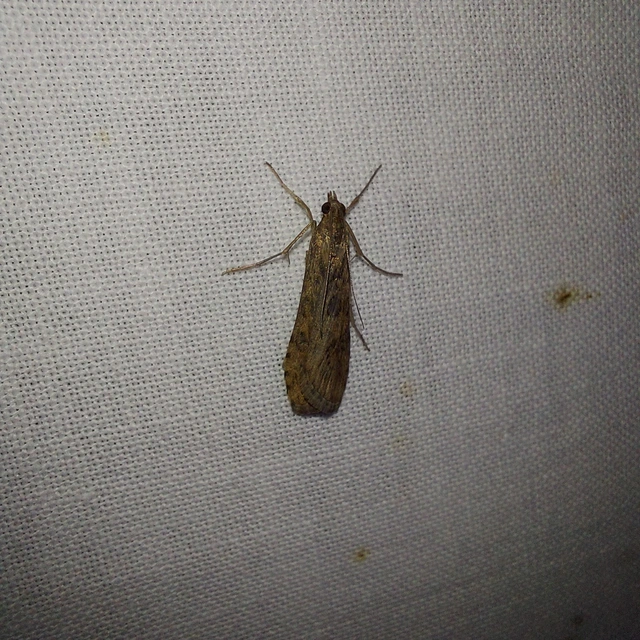 Nomophila noctuella - közönséges vándormoly