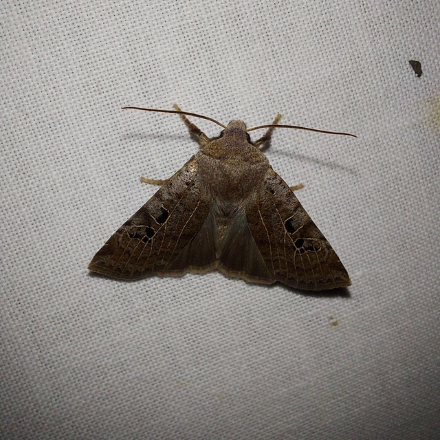 Conistra rubiginosa - szürke télibagoly