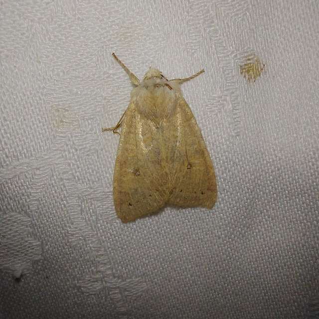 Cirrhia ocellaris - fakó sárgabagoly