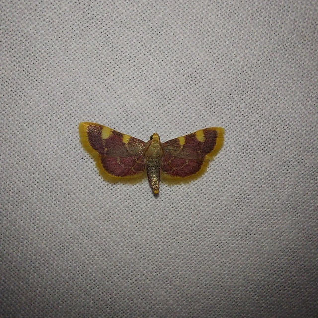 Hypsopygia costalis - szénailonca
